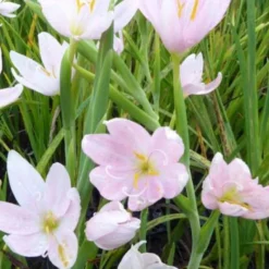 Kaffernlilie weiß (Schizostylis) - Weiße Blüten bis in den November