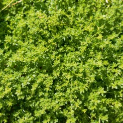 Kahles Bruchkraut - Grüner Teppich ohne Mühe