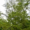 Kaisererle 'Imperialis' - Filigraner Schatten schnell