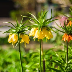 Kaiserkrone 'Lutea' - Gelbe Krone im Frühling