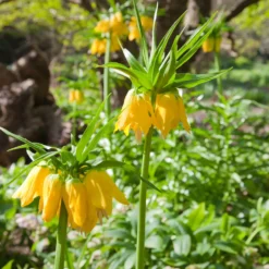 Kaiserkrone 'Lutea' - Gelbe Krone im Frühling