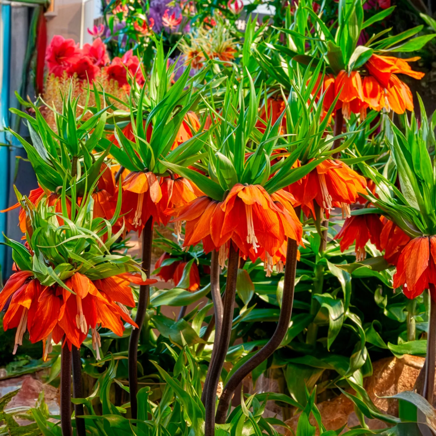 Kaiserkrone 'Orange Beauty' - Ein Meter oranges Wow