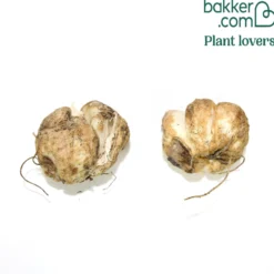 Kaiserkrone pallidiflora (x2) - Zartes Gelb im Frühling
