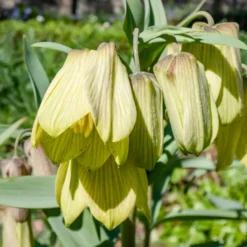 Kaiserkrone pallidiflora (x2) - Zartes Gelb im Frühling