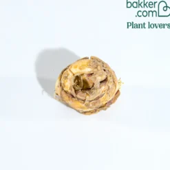 Kaiserkrone rot - Ein Meter Frühlingswow