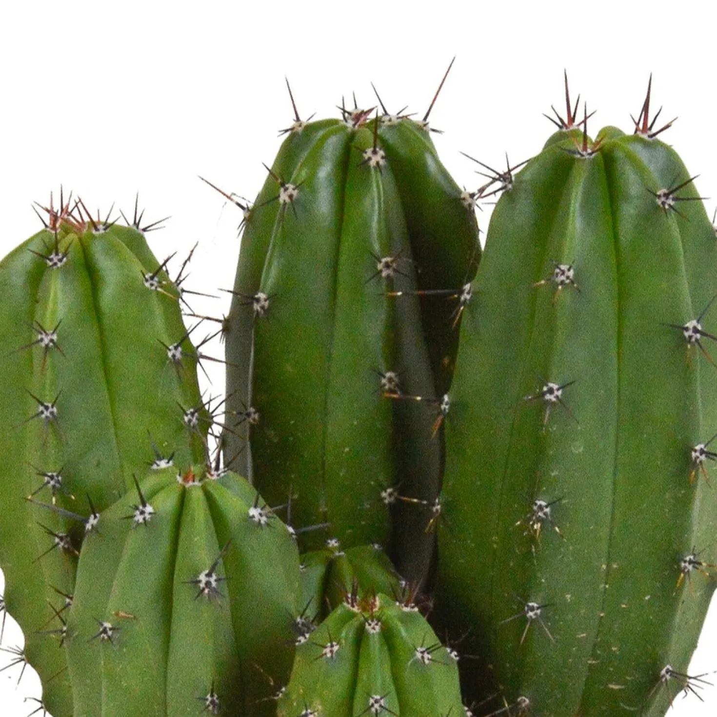 Kaktus 'Chichipe' - Sofort mehr Wüstenflair