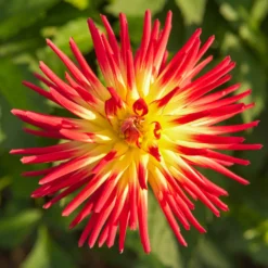 Kaktus-Dahlie Feuervogel (x3) - Feurige Blüten ganz einfach