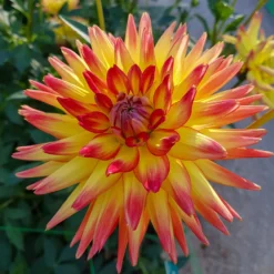 Kaktus-Dahlie Feuervogel (x3) - Feurige Blüten ganz einfach