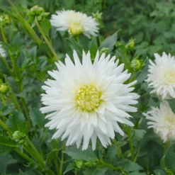 Kaktus-Dahlie My Love - Reinweiße Blüten den ganzen Sommer