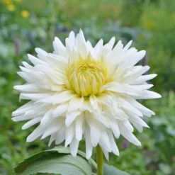 Kaktus-Dahlie My Love - Reinweiße Blüten den ganzen Sommer