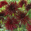 Kaktusdahlien Black Narcissus (x3) - Tiefrote Blüten den ganzen Sommer