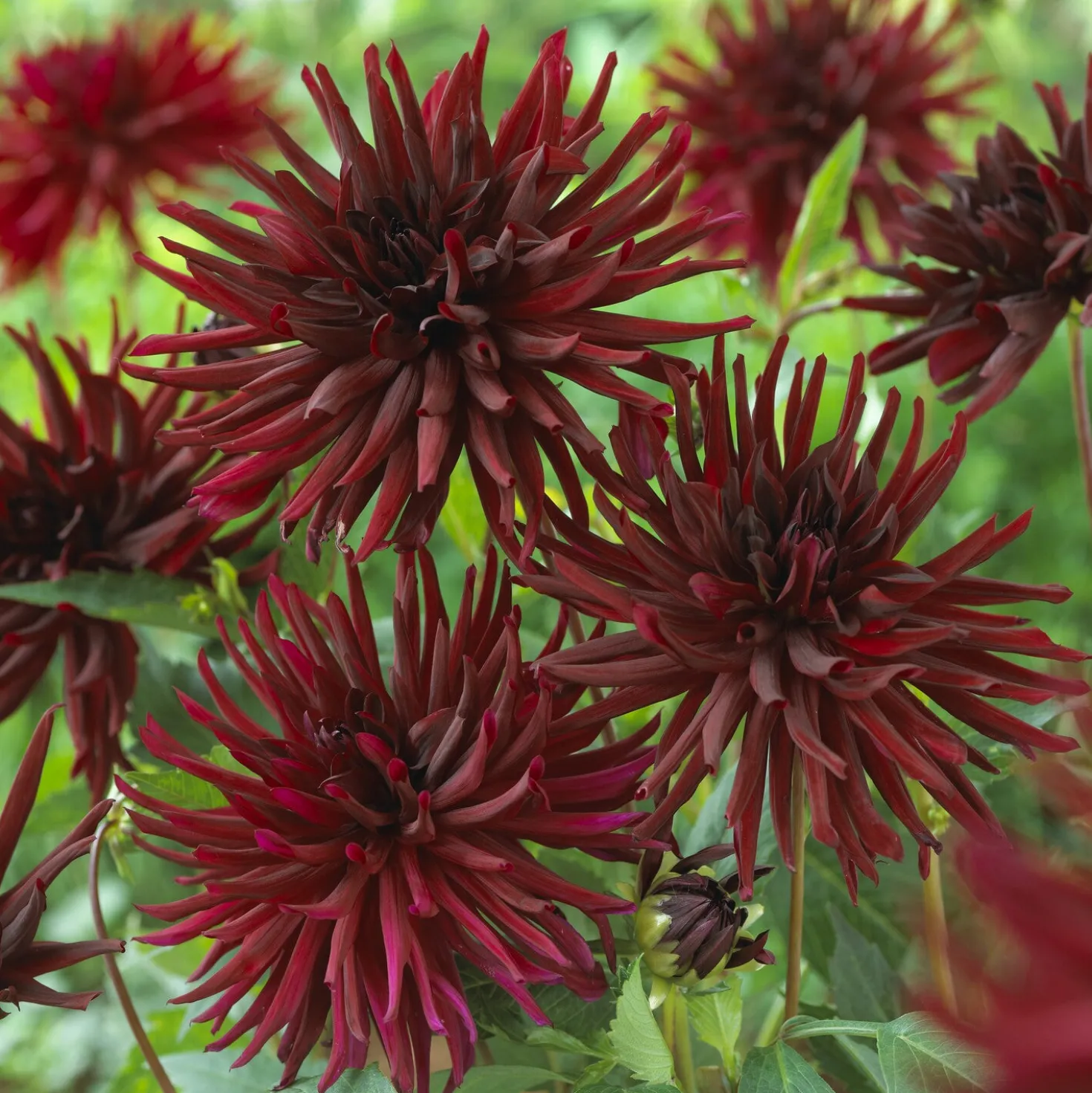 Kaktusdahlien Black Narcissus (x3) - Tiefrote Blüten den ganzen Sommer