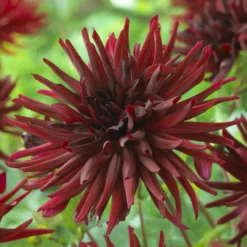 Kaktusdahlien Black Narcissus (x3) - Tiefrote Blüten den ganzen Sommer