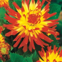 Kaktus-Dahlien Mischung (x8) - Stachelblüten voller Wow