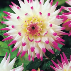 Kaktus-Dahlien Mischung (x8) - Stachelblüten voller Wow