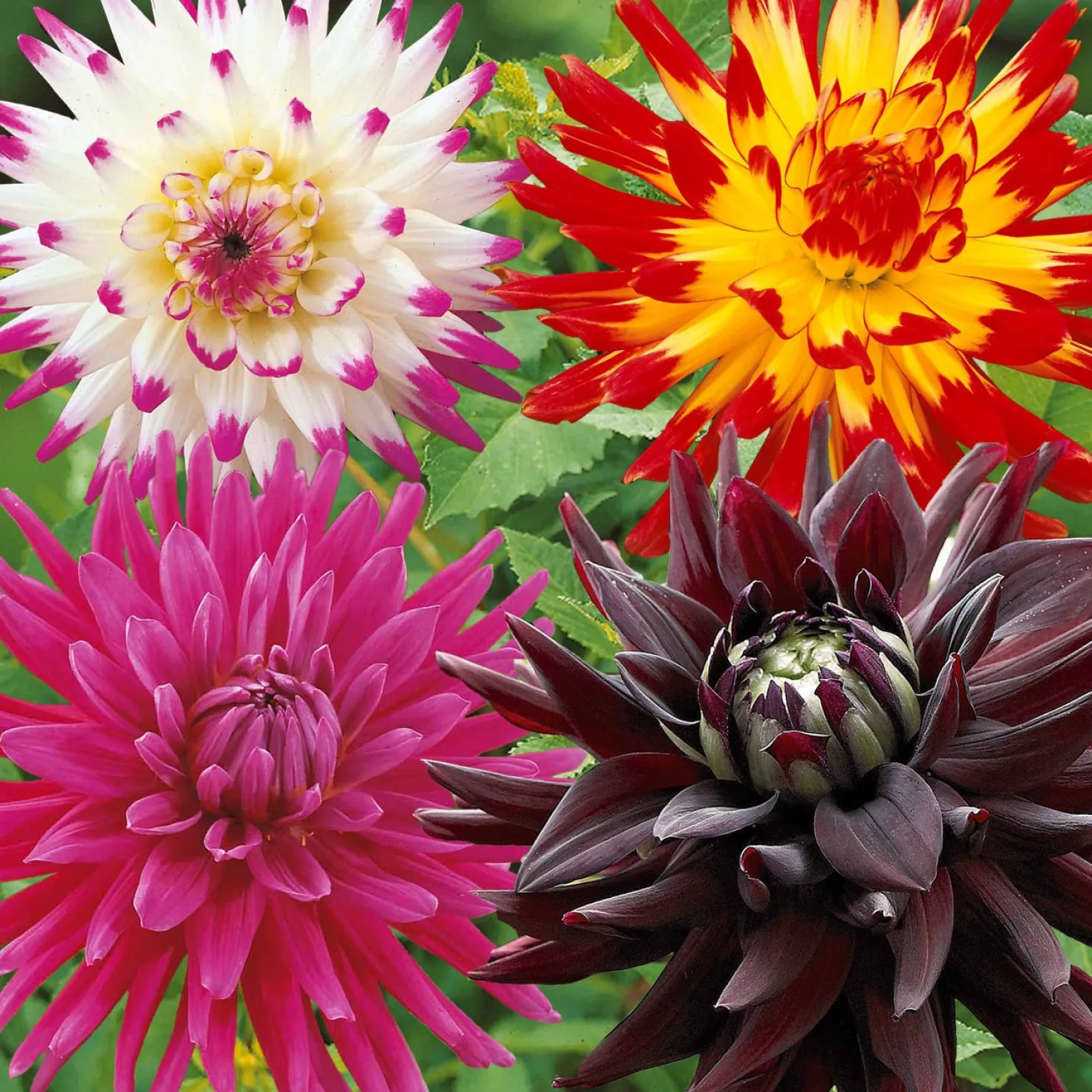 Kaktus-Dahlien Mischung (x8) - Stachelblüten voller Wow