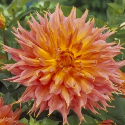 Kaktusdahlie ‘Omega’ - Feuriges Orange im Beet