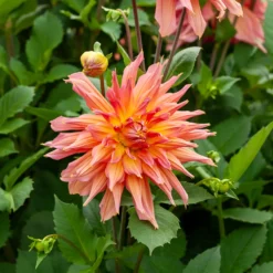 Kaktusdahlie ‘Omega’ - Feuriges Orange im Beet