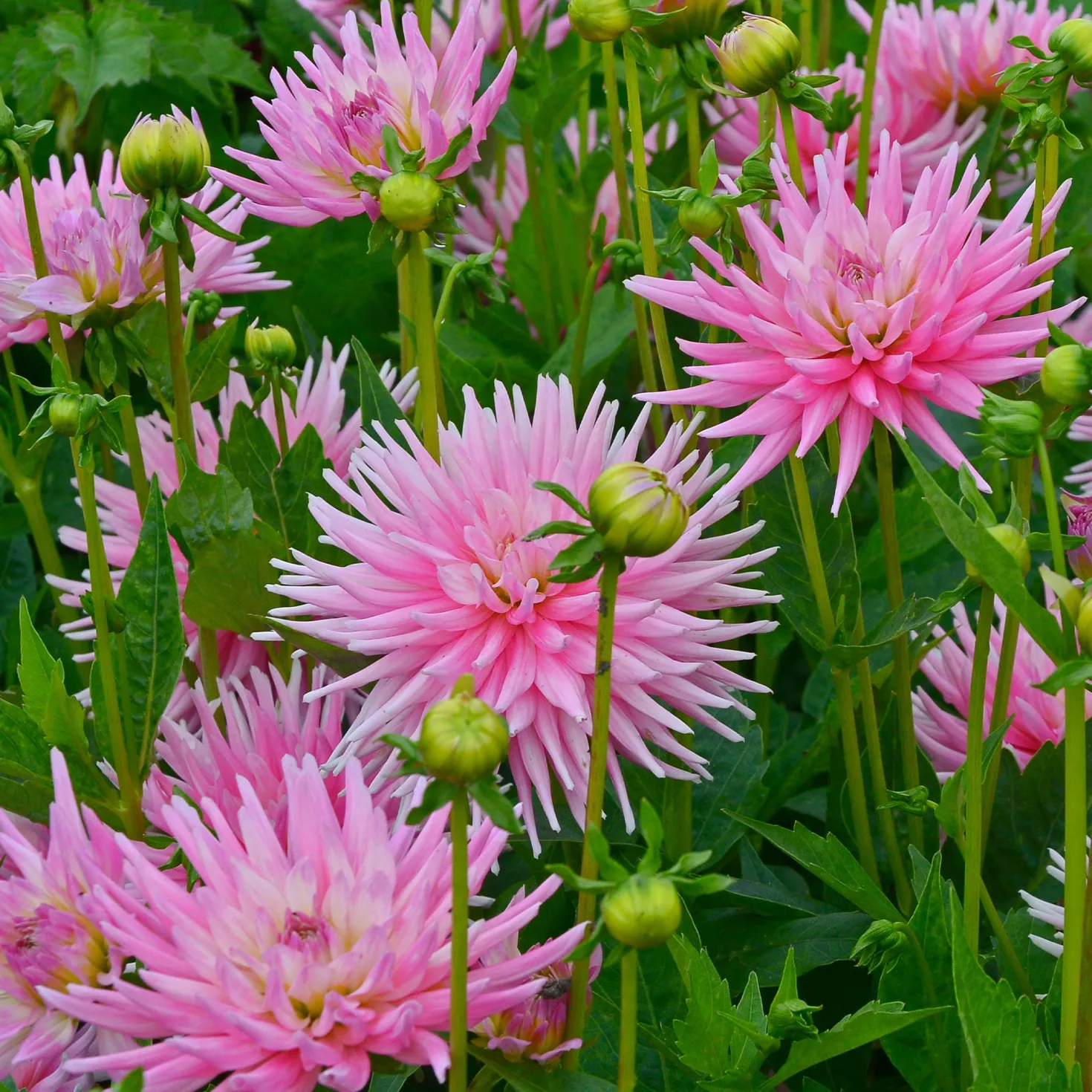 Kaktusdahlie Park Princess (x3) - Rosa Blütenpracht im Garten