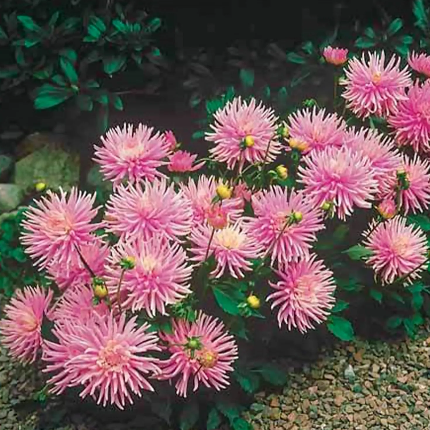Kaktusdahlie Park Princess (x3) - Rosa Blütenpracht im Garten
