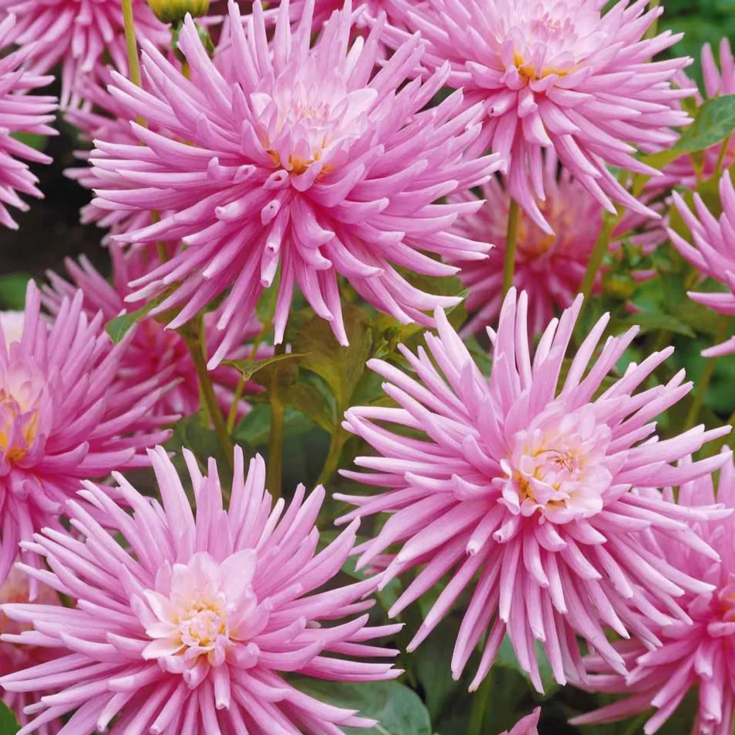 Kaktusdahlie Park Princess (x3) - Rosa Blütenpracht im Garten