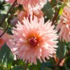 Kaktus-Dahlie ‘Preference’ - Lachsrosa Blüten den ganzen Sommer