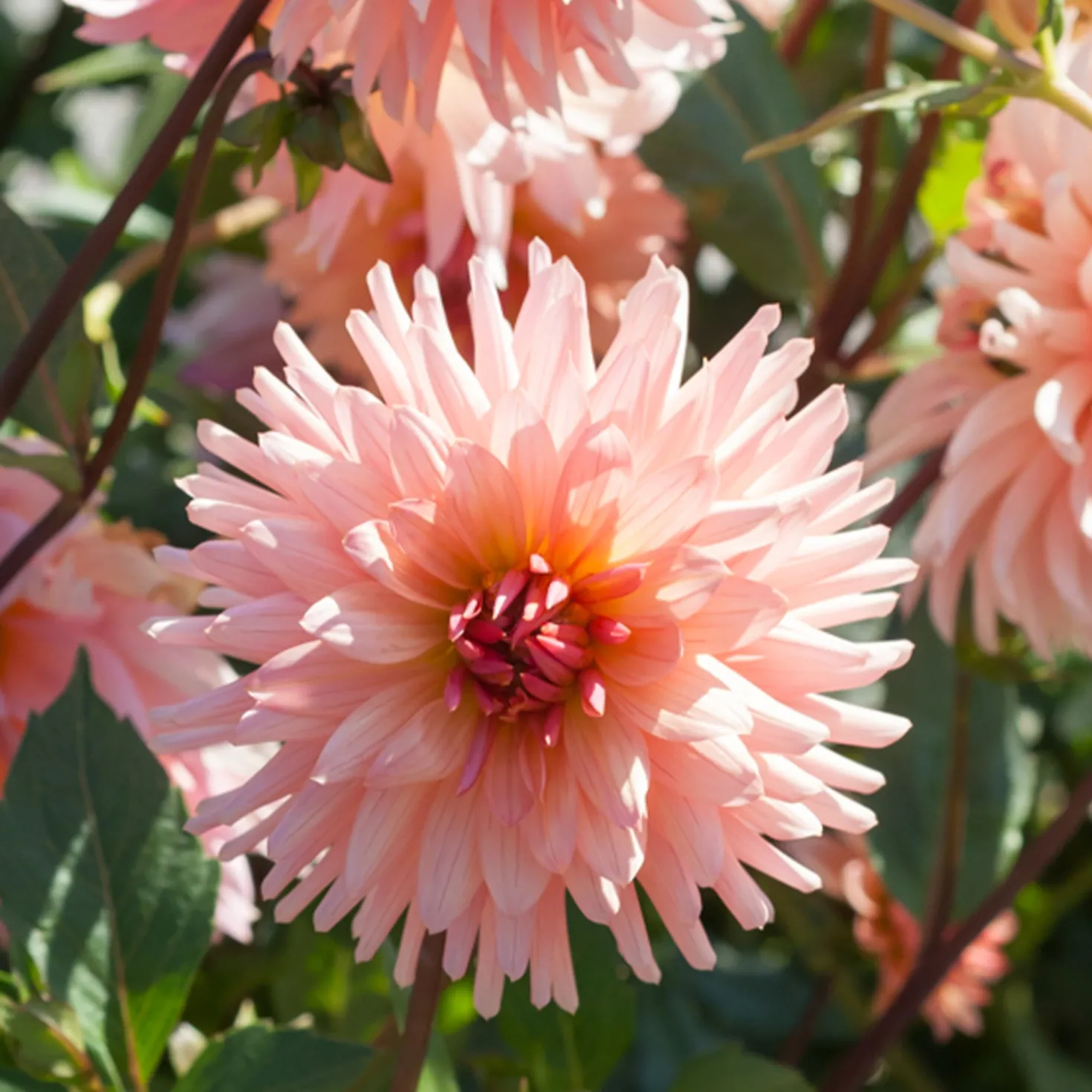 Kaktus-Dahlie ‘Preference’ - Lachsrosa Blüten den ganzen Sommer