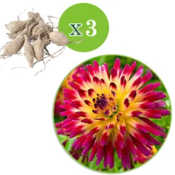 Kaktus Dahlie 'Tahiti Sunrise' (x3) - Feuerwerk im Beet