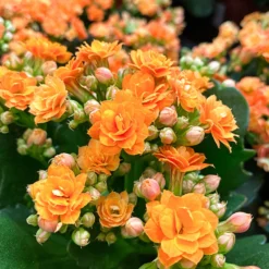 Kalanchoe Orange - Wochenlang orange Blüten