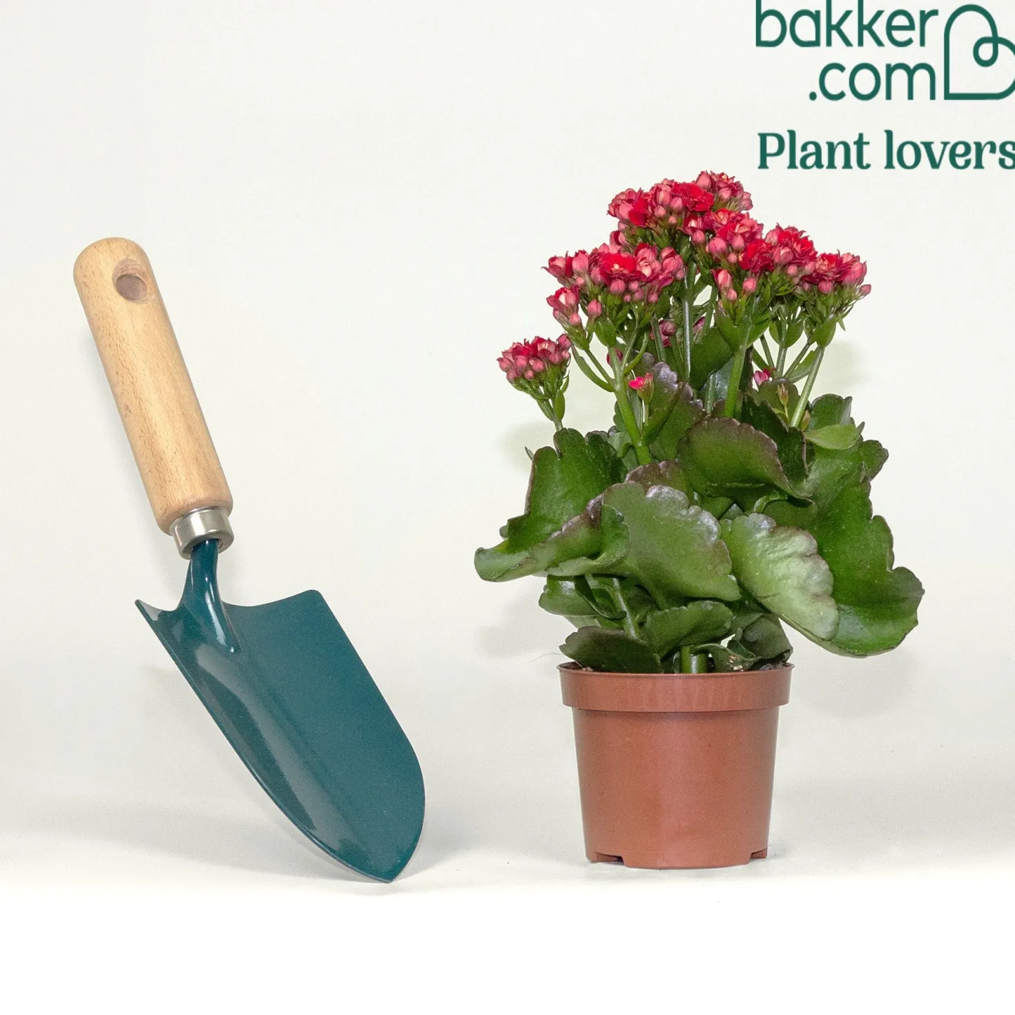 Kalanchoe Rot - Rote Blüten, kaum Pflege