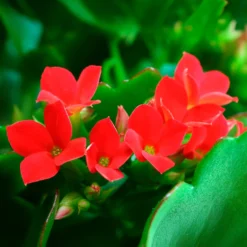Kalanchoe Rot - Rote Blüten, kaum Pflege