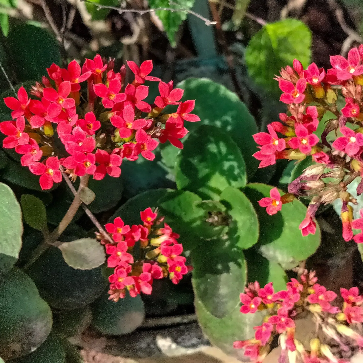 Kalanchoe Rot - Rote Blüten, kaum Pflege