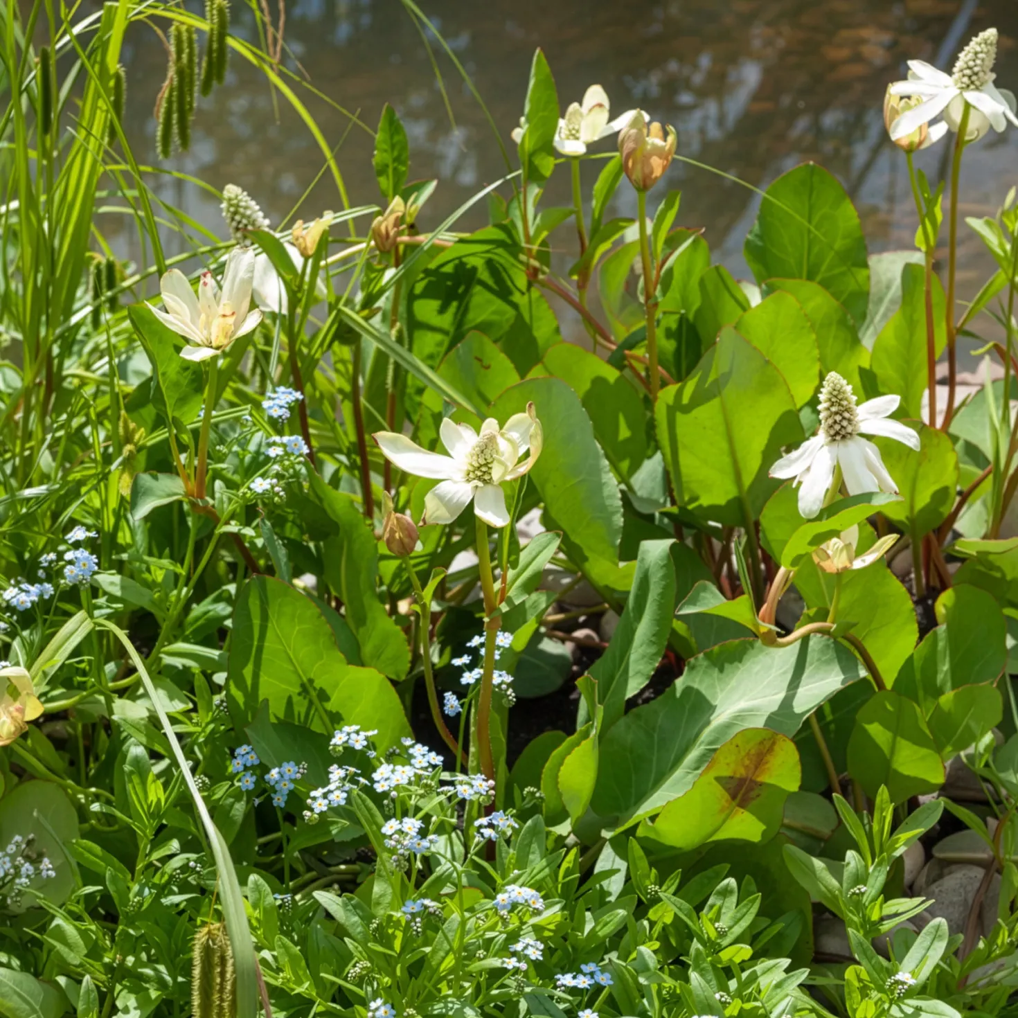 Kalifornische Anemopsis - Weißer Blütenteppich am Wasser