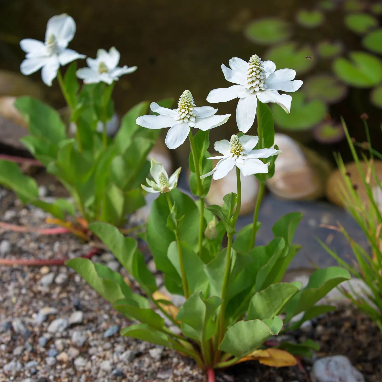 Kalifornische Anemopsis - Weißer Blütenteppich am Wasser