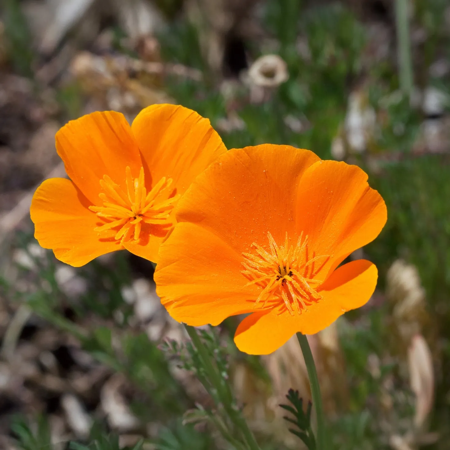 Kalifornischer Goldmohn - Sonnenorange den ganzen Sommer