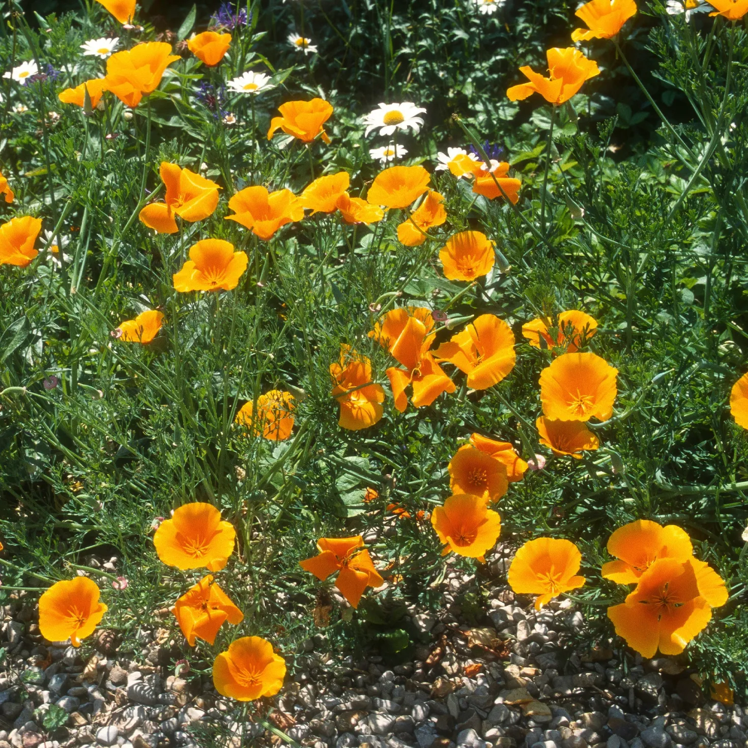 Kalifornischer Goldmohn - Sonnenorange den ganzen Sommer
