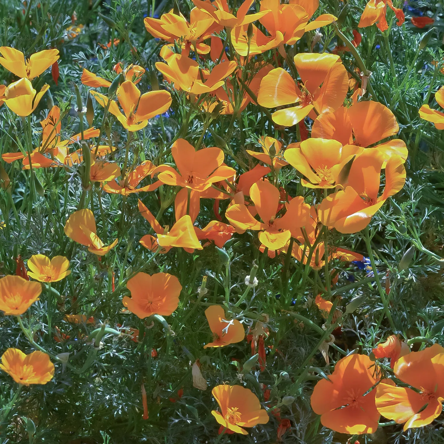 Kalifornischer Goldmohn - Sonnenorange den ganzen Sommer
