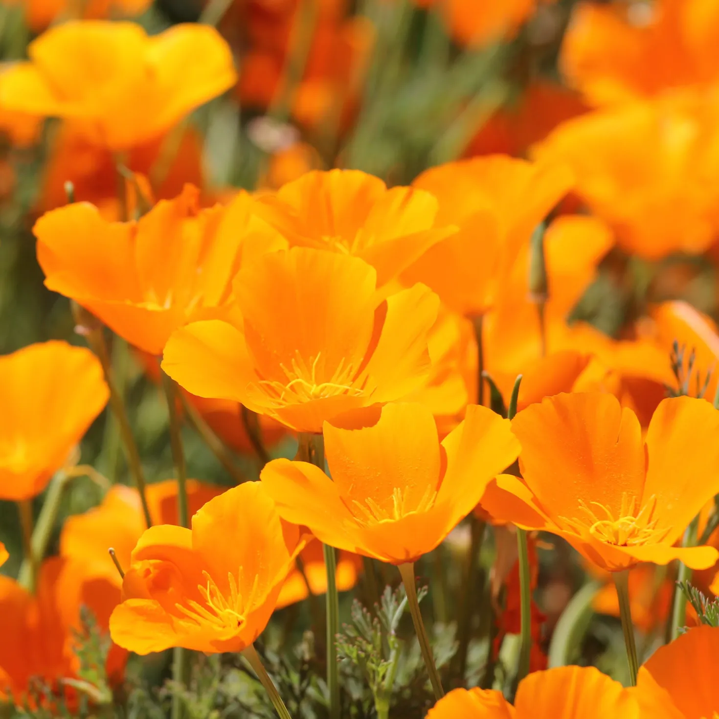 Kalifornischer Goldmohn - Sonnenorange den ganzen Sommer