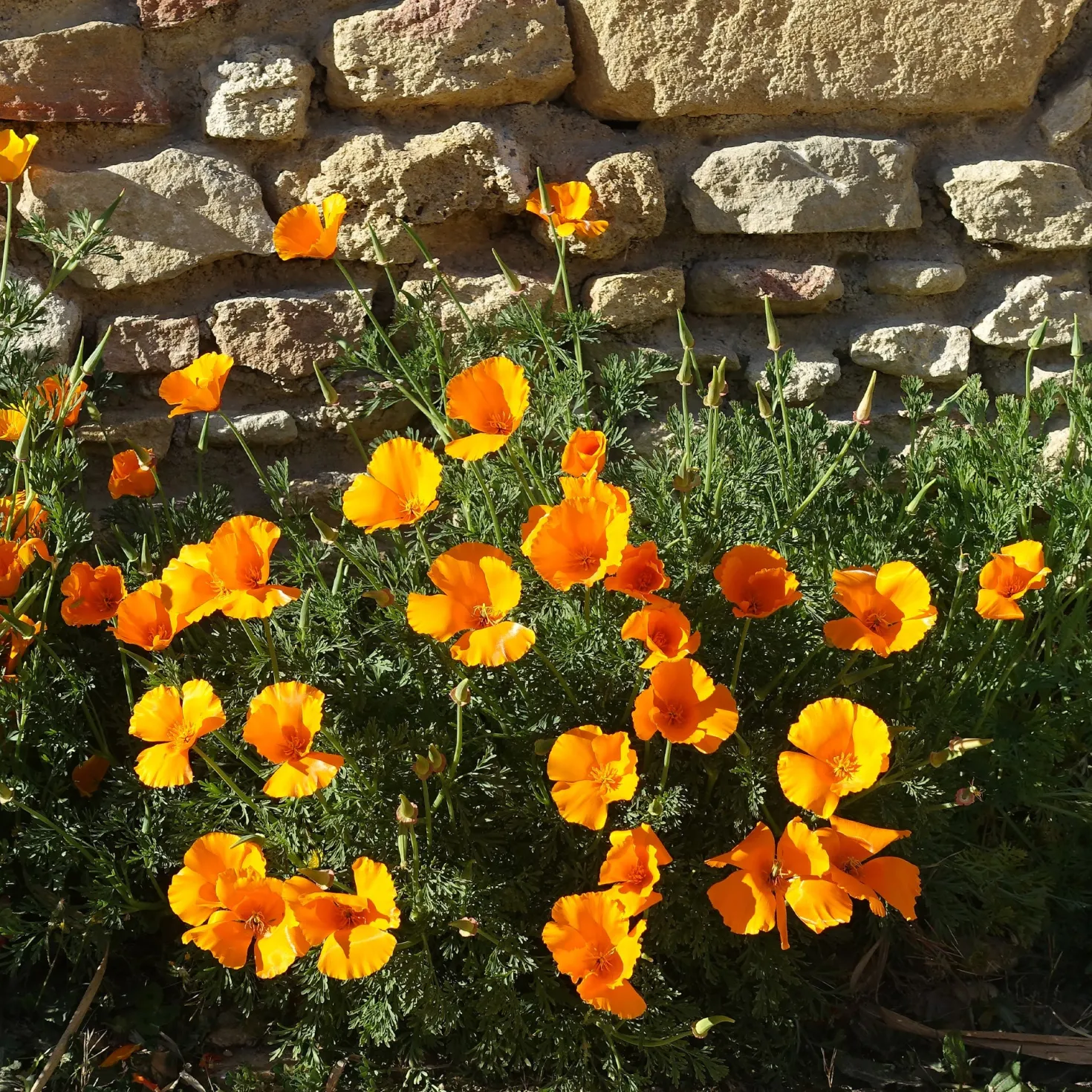 Kalifornischer Goldmohn - Sonnenorange den ganzen Sommer