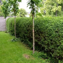 Kalifornischer Liguster - Blickdicht in einer Saison