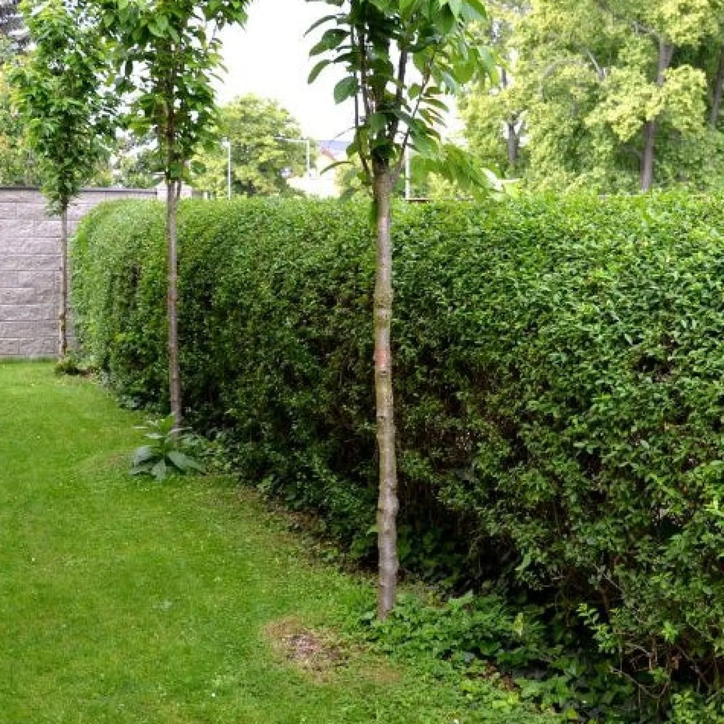 Kalifornischer Liguster - Blickdicht in einer Saison