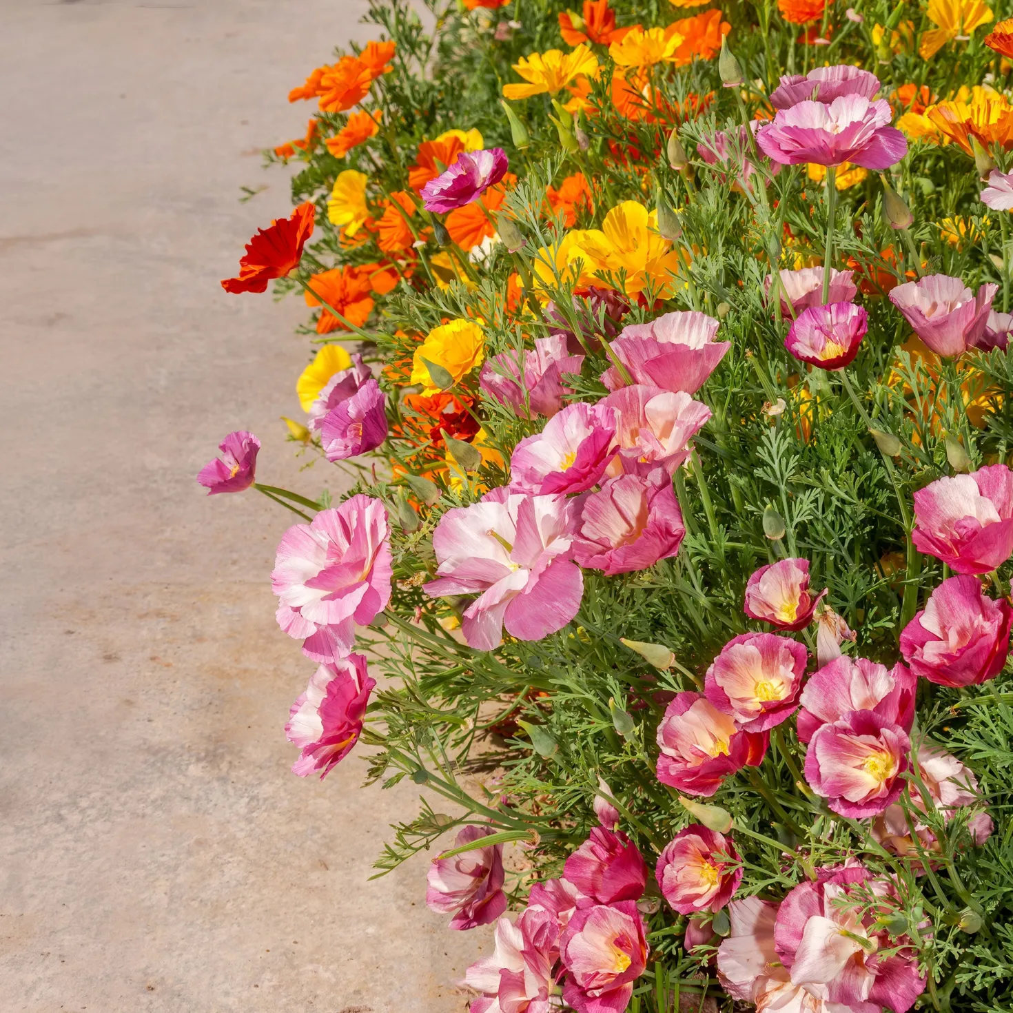 Kalifornischer Mohn gefüllt Mischung - Blütenmeer in nur Wochen