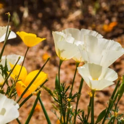 Kalifornischer Mohn Ivory Castle - Weiße Blüten den ganzen Sommer