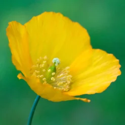 Kambrischer Scheinmohn - Sonnengelb im Schatten