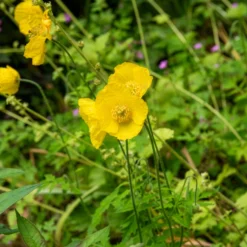 Kambrischer Scheinmohn - Sonnengelb im Schatten