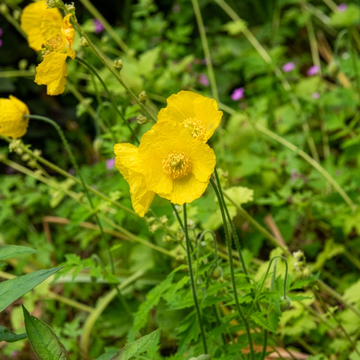 Kambrischer Scheinmohn - Sonnengelb im Schatten