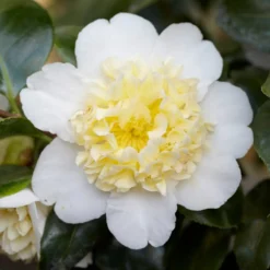 Kamelie Camellia 'Brushfields Yellow' weiβ-gelb - Winterhart - Gefüllte Blüten im Winter