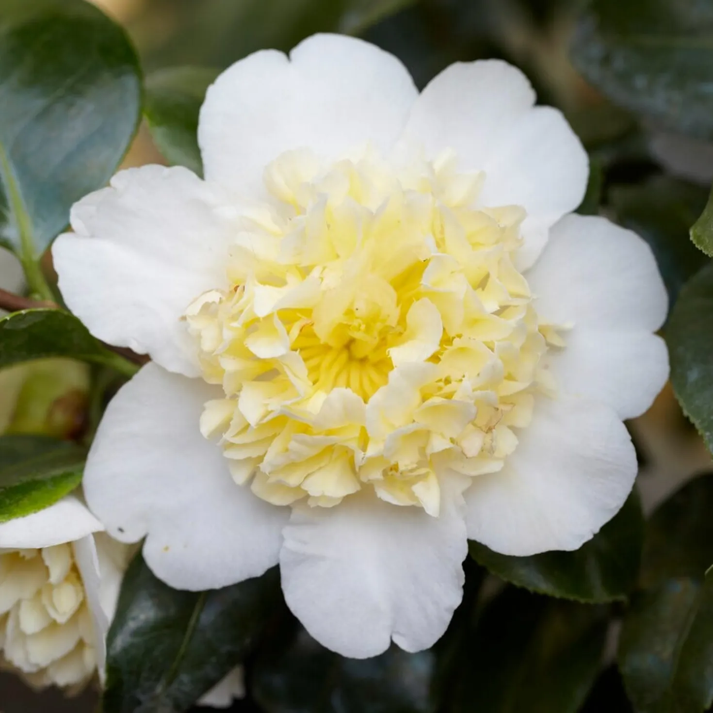 Kamelie Camellia 'Brushfields Yellow' weiβ-gelb - Winterhart - Gefüllte Blüten im Winter