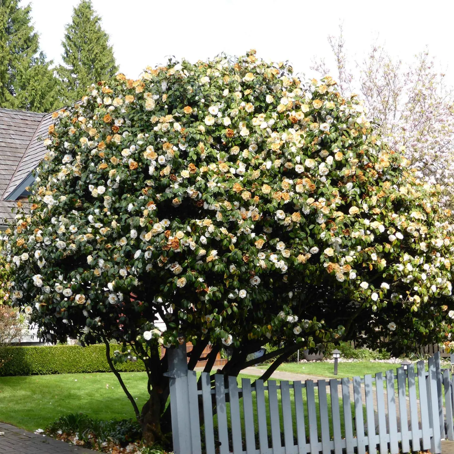 Kamelie Camellia 'Brushfields Yellow' weiβ-gelb - Winterhart - Gefüllte Blüten im Winter
