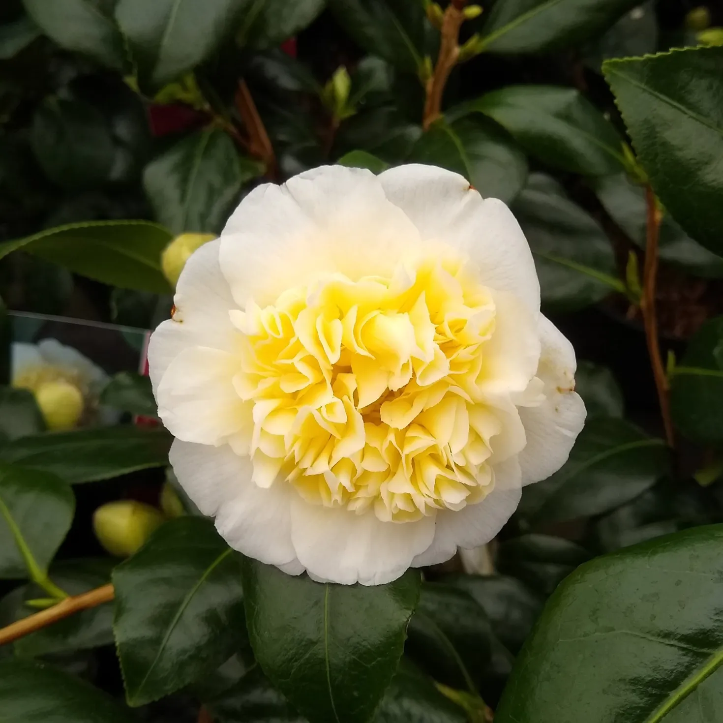 Kamelie Camellia 'Brushfields Yellow' weiβ-gelb - Winterhart - Gefüllte Blüten im Winter